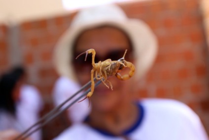 Moradores de Três Lagoas sofrem com infestação de escorpiões