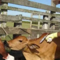 Vacinação do rebanho é obrigatória e deve ser mantida em dia  - Foto: Reprodução/ Seapec