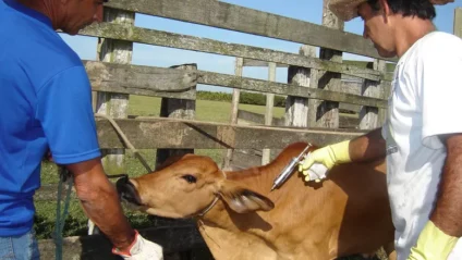 Vacinação do rebanho é obrigatória e deve ser mantida em dia  - Foto: Reprodução/ Seapec