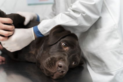 Doenças renais em cães e gatos podem surgir de forma silenciosa - Foto: Reprodução/Freepik