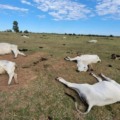 Mais de 3 mil bovinos morreram em 2024 no estado - Foto: Reprodução/ Iagro