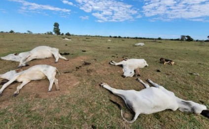 Mais de 3 mil bovinos morreram em 2024 no estado - Foto: Reprodução/ Iagro
