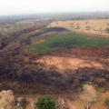Incêndio que destruiu 6 mil ha no Pantanal