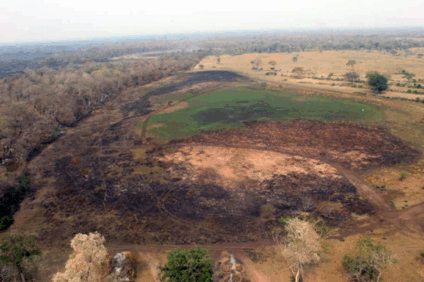 Incêndio que destruiu 6 mil ha no Pantanal Incêndio que destruiu 6 mil ha no Pantanal
