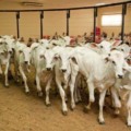 Serão cinco dias de leilões - Foto: Reprodução/ Assessoria