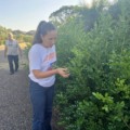 Três Lagoas bane o plantio e a venda de murta para proteger a citricultura