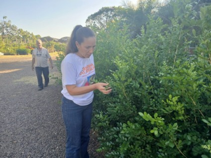 Três Lagoas bane o plantio e a venda de murta para proteger a citricultura