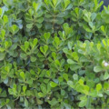 Plantas são comuns em áreas urbanas 
Foto: Arquivo