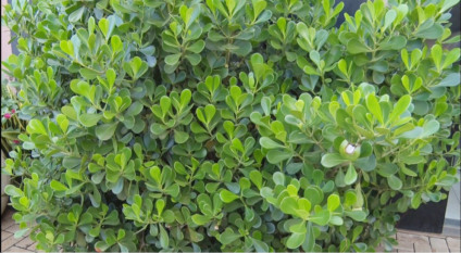 Plantas são comuns em áreas urbanas 
Foto: Arquivo