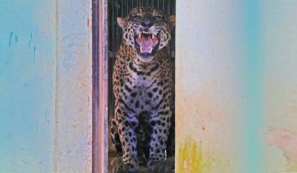 Onça-pintada capturada após ataque a caseiro no Pantanal está sob cuidados no Cras