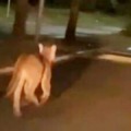 Onça-parda reaparece em área urbana da cidade