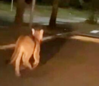Onça-parda reaparece em área urbana da cidade