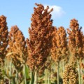 A nova cultivar se destaca por sua precocidade e estabilidade para o plantio na segunda safra - Foto: Reprodução/ Embrapa