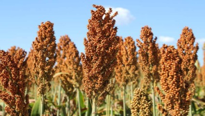 A nova cultivar se destaca por sua precocidade e estabilidade para o plantio na segunda safra - Foto: Reprodução/ Embrapa