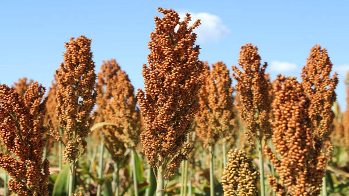 A nova cultivar se destaca por sua precocidade e estabilidade para o plantio na segunda safra - Foto: Reprodução/ Embrapa