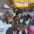 Orientação é que qualquer alteração no comportamento das aves seja notificado - Foto: Reprodução/ Iagro
