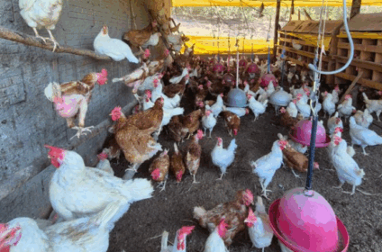 Orientação é que qualquer alteração no comportamento das aves seja notificado - Foto: Reprodução/ Iagro