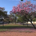 Florada de ipês muda cenário e dá cor a Três Lagoas