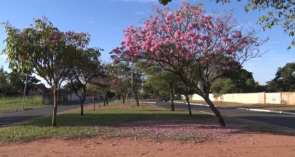 Florada de ipês muda cenário e dá cor a Três Lagoas