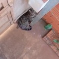 Felino se protegeu em quintal de residência (Foto: PMA)