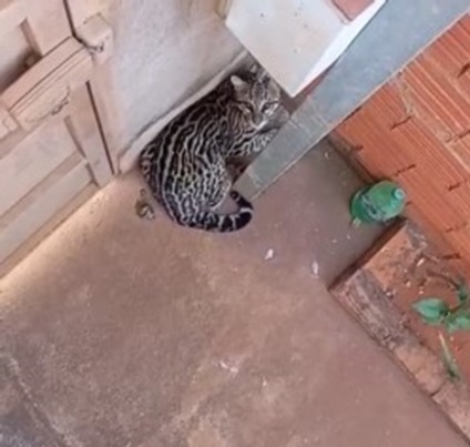 Felino se protegeu em quintal de residência (Foto: PMA)