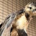 Ameaçada de extinção, ave de rapina foi resgatada ferida em janeiro - Foto: Divulgação/ CRAS