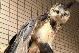 Ameaçada de extinção, ave de rapina foi resgatada ferida em janeiro - Foto: Divulgação/ CRAS
