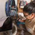 Casos de dengue e chikungunya seguem altos em MS e já somam 19 óbitos em 2025