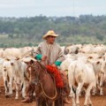 Pecuaristas devem reforçar a alimentação dos animais - Foto: Reprodução/ Sistema Famasul