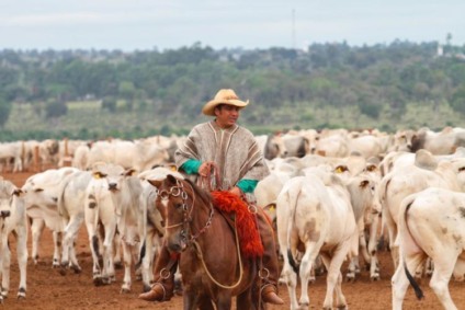 Pecuaristas devem reforçar a alimentação dos animais - Foto: Reprodução/ Sistema Famasul