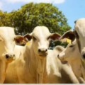 Programação inclui dois  leilões de  gado corte e dois leilões de touros Nelore P.O
