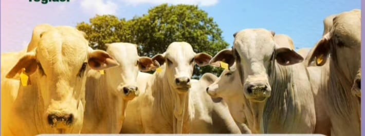 Programação inclui dois  leilões de  gado corte e dois leilões de touros Nelore P.O