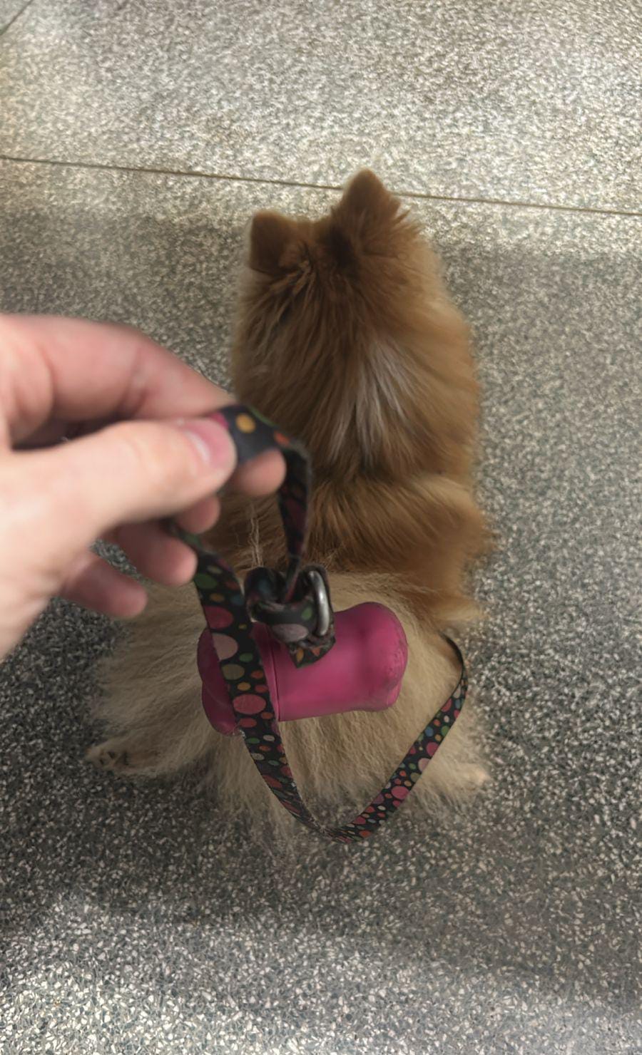 Homem é preso pela PM ao ser flagrado carregando cachorro de rua e objetos femininos sem licitude comprovada. Foto: Divulgação 