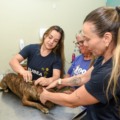 Doença pode afetar humanos, causa infertilidade em cães e não tem cura definitiva - Foto: Divulgação/Prefeitura de CG