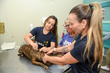Doença pode afetar humanos, causa infertilidade em cães e não tem cura definitiva - Foto: Divulgação/Prefeitura de CG