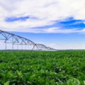 Sistema pivô central é utilizado em 902 propriedades - Foto: Reprodução/ Aprosoja-MS