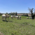 - Foto: Reprodução/ Embrapa