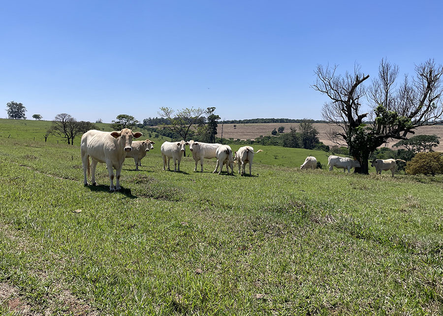 - Foto: Reprodução/ Embrapa