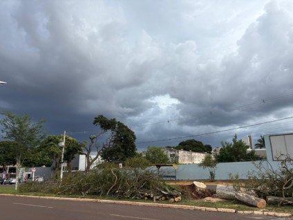 A Defesa Civil de Dourados está nas ruas da cidade e retirou da avenida a árvore caída. (Foto: Léo Júnior)