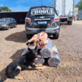 Carga de maconha apreendida em transportadora de Campo Grande