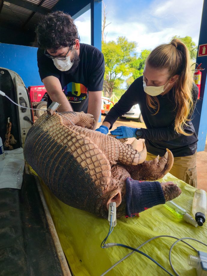 O animal capturado é um macho adulto de 38 kg e 1,38 m, apelidado de "Jack" pelos pesquisadores do Instituto de Conservação de Animais Silvestres (Icas). Foto: Divulgação.
