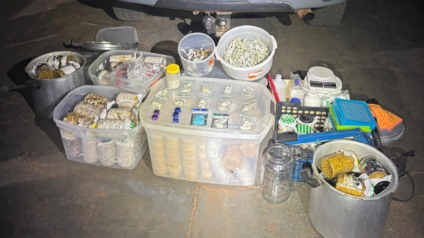 No local foram encontrados 10 porções de cogumelos desidratados embalados para distribuição, três bombons supostamente preparados com a mesma substância e 13 cápsulas Foto: Reprodução/ PMMS