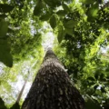 Crédito de carbono é um ativo baseado em serviços ambientais que representa a contenção ou redução da emissão de gases de efeito estufa - Foto: Marcelo Camargo/Agência Brasil