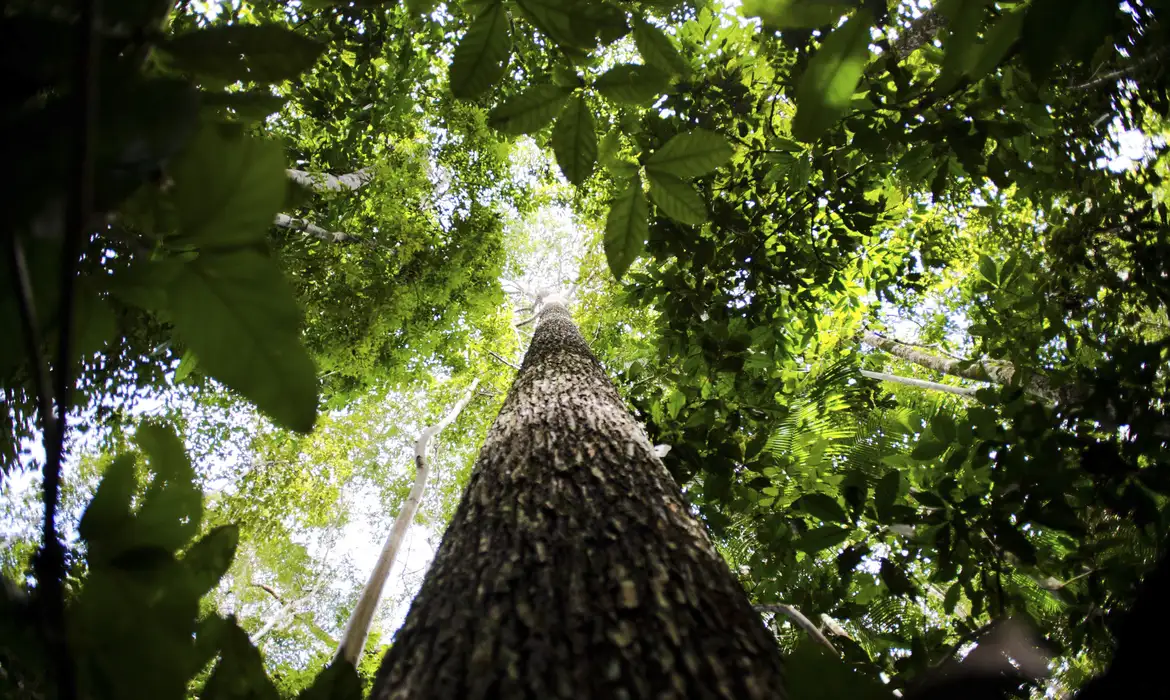 Crédito de carbono é um ativo baseado em serviços ambientais que representa a contenção ou redução da emissão de gases de efeito estufa - Foto: Marcelo Camargo/Agência Brasil