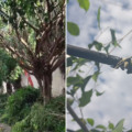 Serviço de poda de árvore provocou o rompimento do cabo de fibra óptica