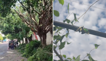 Serviço de poda de árvore provocou o rompimento do cabo de fibra óptica