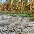 Geada já atingiu propriedades rurais em Rio Brilhante, no Sul de MS -  Foto: Reprodução/ Diego Batistoti