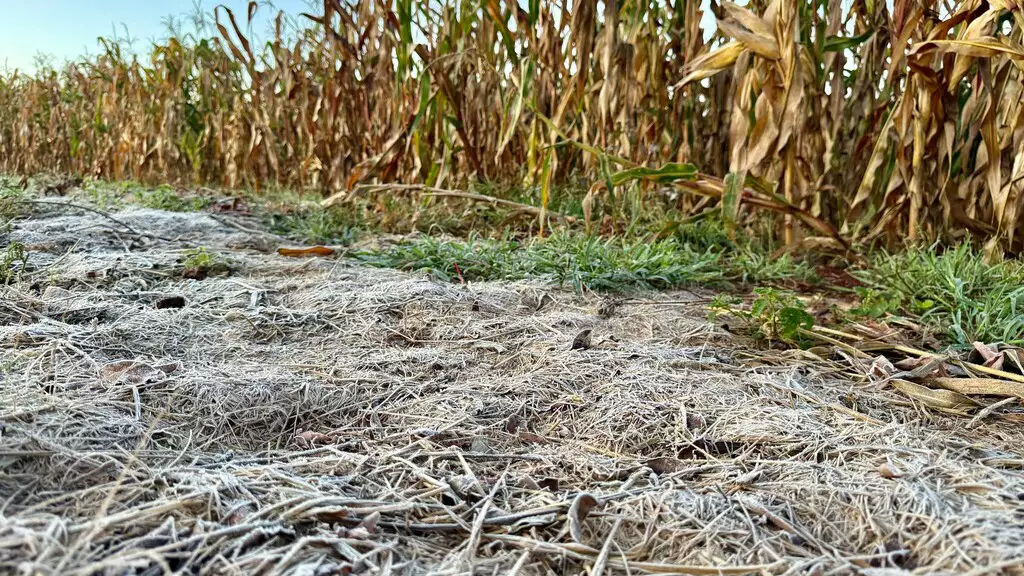 Geada já atingiu propriedades rurais em Rio Brilhante, no Sul de MS -  Foto: Reprodução/ Diego Batistoti