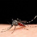 Aumento de casos de dengue em Paranaíba reforça ações de prevenção