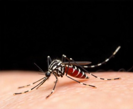 Aumento de casos de dengue em Paranaíba reforça ações de prevenção